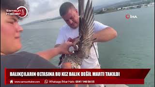 Samsun'da balıkçıların oltasına bu kez balık değil martı takıldı