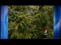Going inside a medical marijuana growing facility