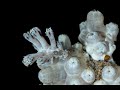 Video of Tritonia species