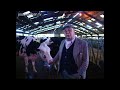 Cows on Waterbed - UK