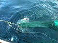 Cod fishing in the Irish Sea on the