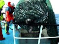 Cod fishing in the Irish Sea on the