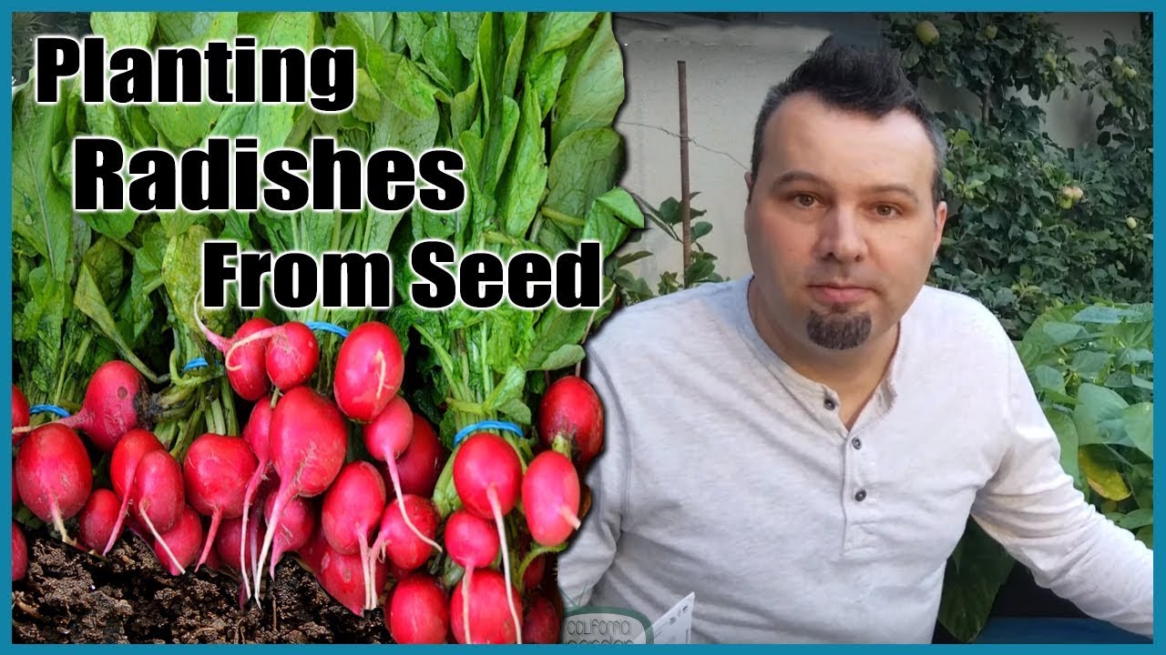 Planting Radishes from Seed
