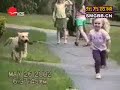 The world's most funny dog video
