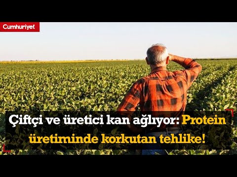 Çiftçi ve üretici kan ağlıyor: Türkiye’deki protein üretiminde korkutan tehlike!