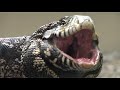 Un tegu argentino recuperato a Venaria Un tegu argentino recuperato a Venaria