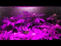 X5 LED grow light (5 watt H.O. chipsets), Medical Marijuana Grow - Week 8