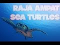 Raja Ampat Sea Turtles | Sea Turtles