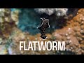 Video of Flatworm