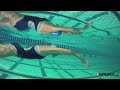 How to Dive for Swimming