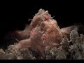 Purple Painted Frogfish | Painted Frogfish