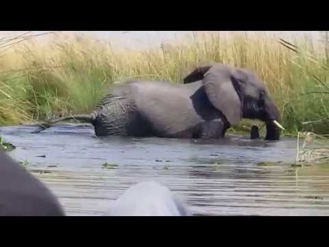 Sunway Botswana Okavango Delta Elephants and Mokoro Encounter