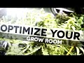 Marijuana Consulting