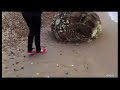 Unknown Creature Washed up on Japan's beach