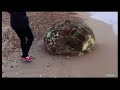 Unknown Creature Washed up on Japan's beach