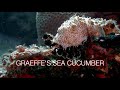 Video of Sea Cucumber