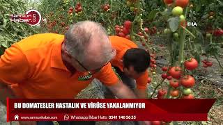 Bu domatesler hastalık ve virüse yakalanmıyor