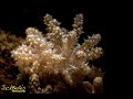 Video of Phyllodesmium koehleri