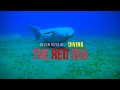 Seven Days of Diving the Red Sea | 