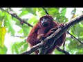 SNAKE EATS HOWLER MONKEY
