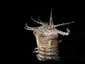 Video of Bobbit worm