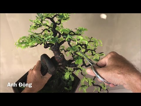 Cách Cắt tỉa cây bonsai hợp lý