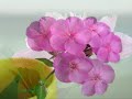 Primavera - Ludovico Einaudi
