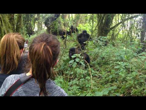 GORILLA TREKKING EXPEDITION