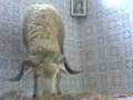 hawli