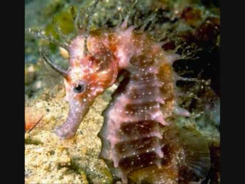 tiernos
