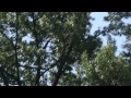 Vid A Week #5 - Blue Sunny Day Music Video