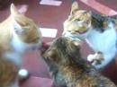 Trois chats qui ne veulent pas lacher le morceau ... :)