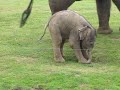 Cute baby elephant's first steps -and steps on his trunk! Hilarious video!