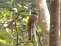 Malabar Trogon male @ Maredumilli - Eastern Ghats - Andhra Pradesh