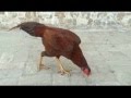 Aseel rooster Nadeem khan
