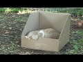 BIG CATS like boxes too!