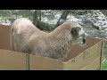 BIG CATS like boxes too!