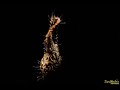 Ornate Ghost Pipefish releasing larva | Solenostomus paradoxus
