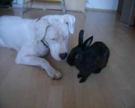 Dogo+argentino+mix