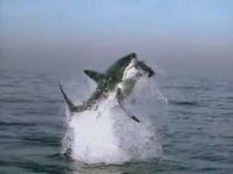 bull shark attack. Shark attack