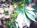 First time growing Outdoor Marijuana