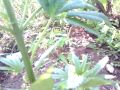 First time growing Outdoor Marijuana