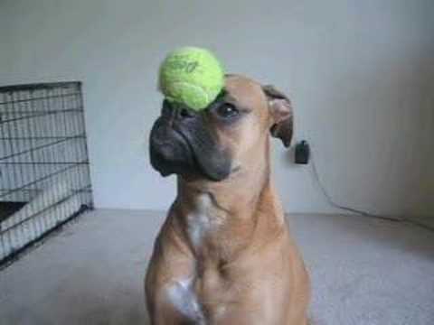 boxer dog wallpaper. Funny+oxer+dog+pictures