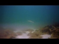 UK Sea Trout Secrets 4 Fly Fishing
