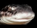 Cute Sharks On The Hook in Borneo - Borneo from Below: Ep 10 | 