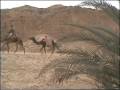 Video Sinai - Oasis Ein Khoudra
