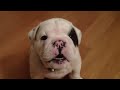 Bentley the Bulldog Puppy is fussy