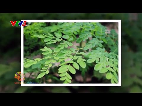 Súp chả tôm chùm ngây