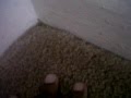 GET IN THEM CORNERS! Magic Video
