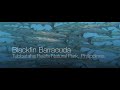 Blackfin Barracuda - Tubbataha | Blackfin Barracuda